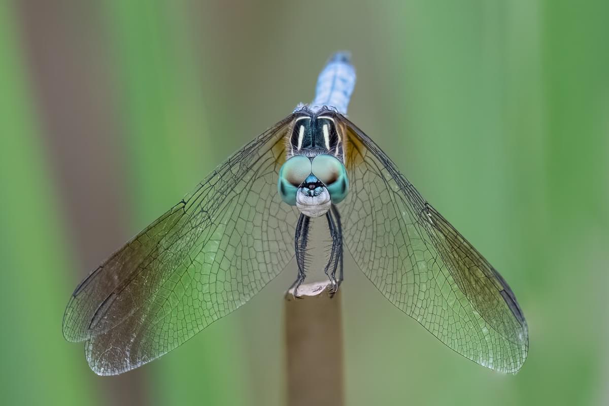Blue dasher with wings facing down.